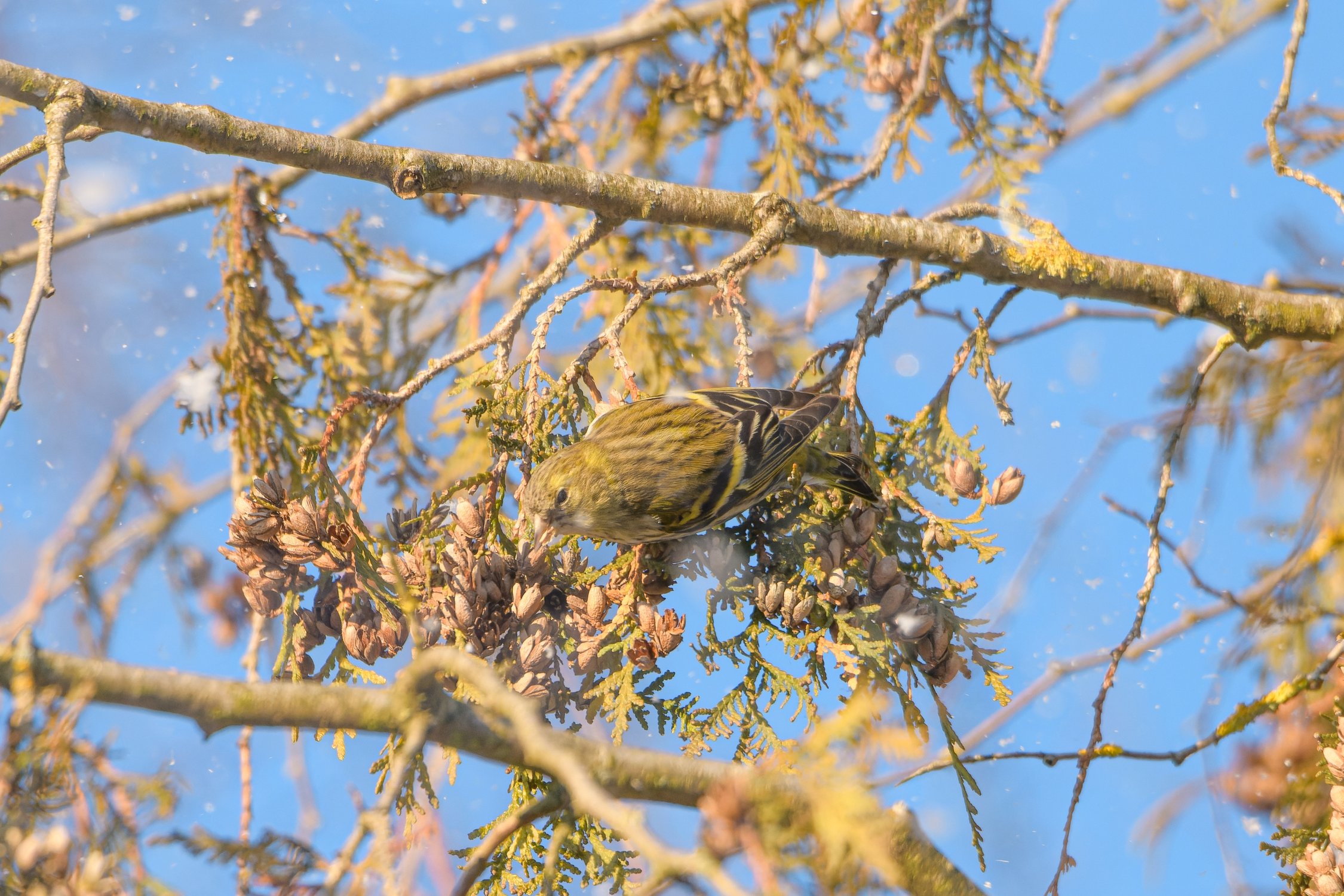 Клюющую семена туи самку чижа засыпает февральским снегом