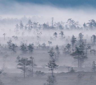 Магия болотного тумана