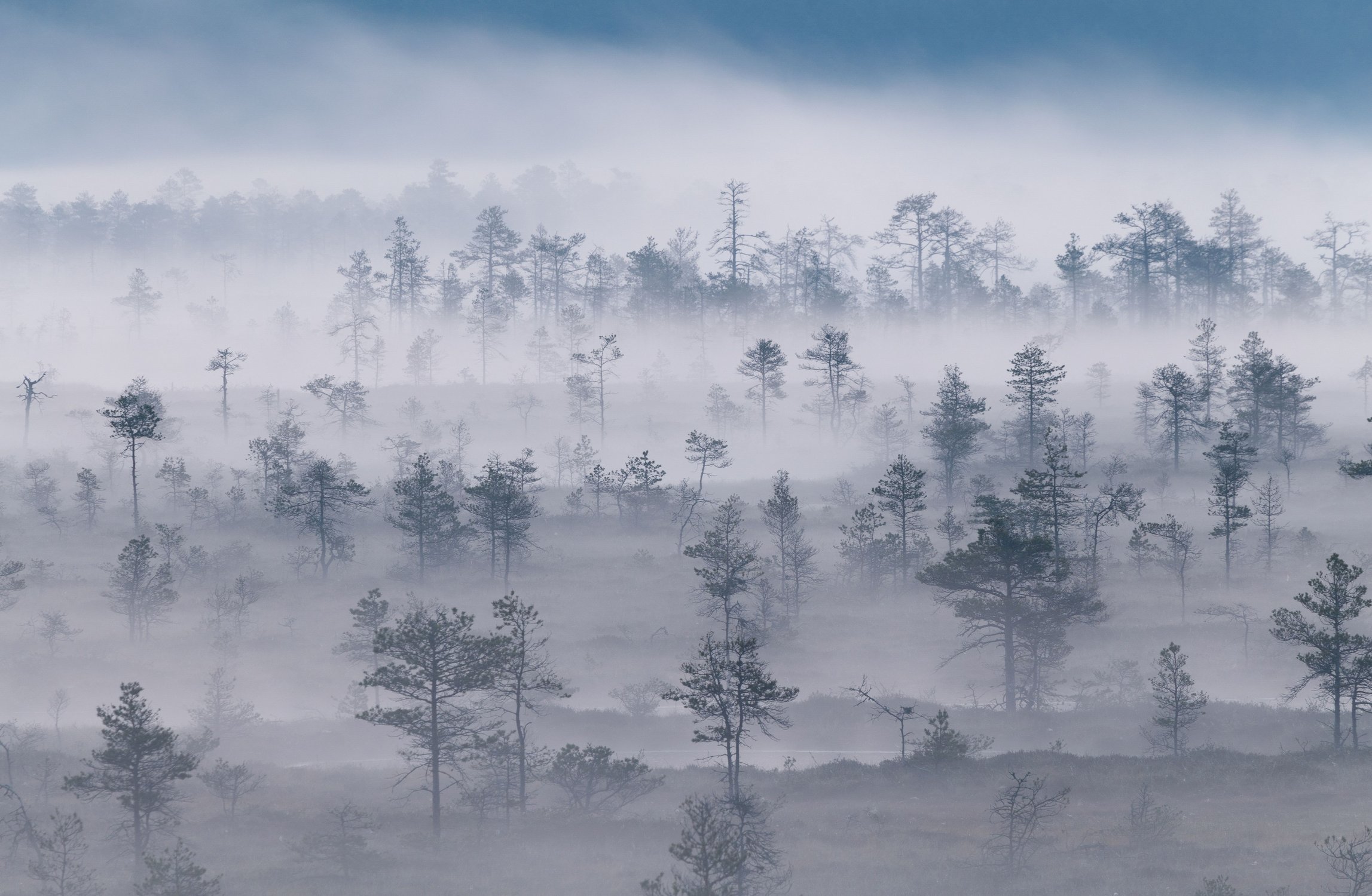 Магия болотного тумана