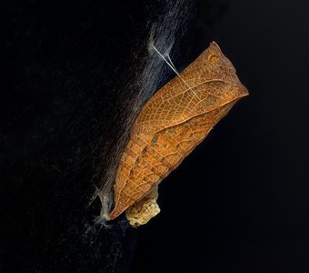 Капсула времени