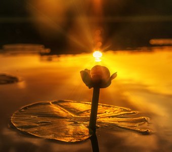 Утро на озере