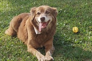 В Бразилии поменяли закон ради одной верной собаки