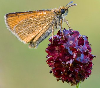 Тире с леденцом