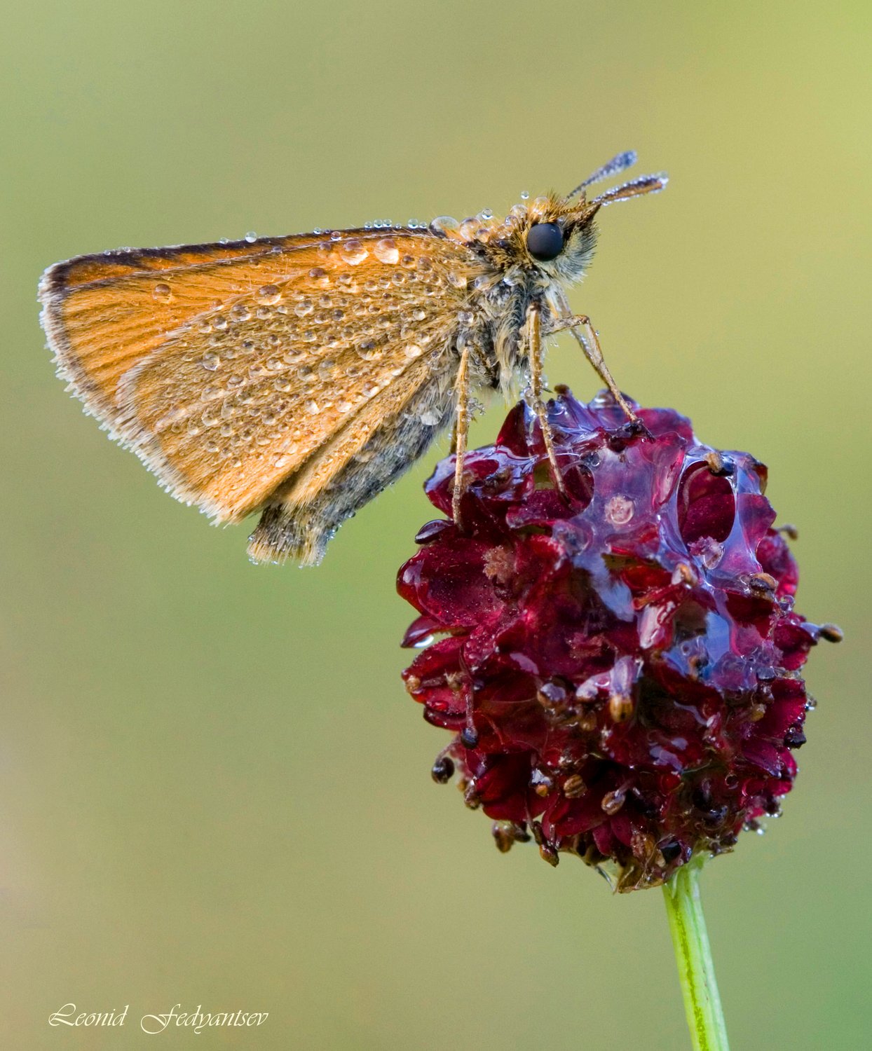 Тире с леденцом