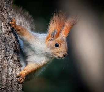 А орешек дашь?