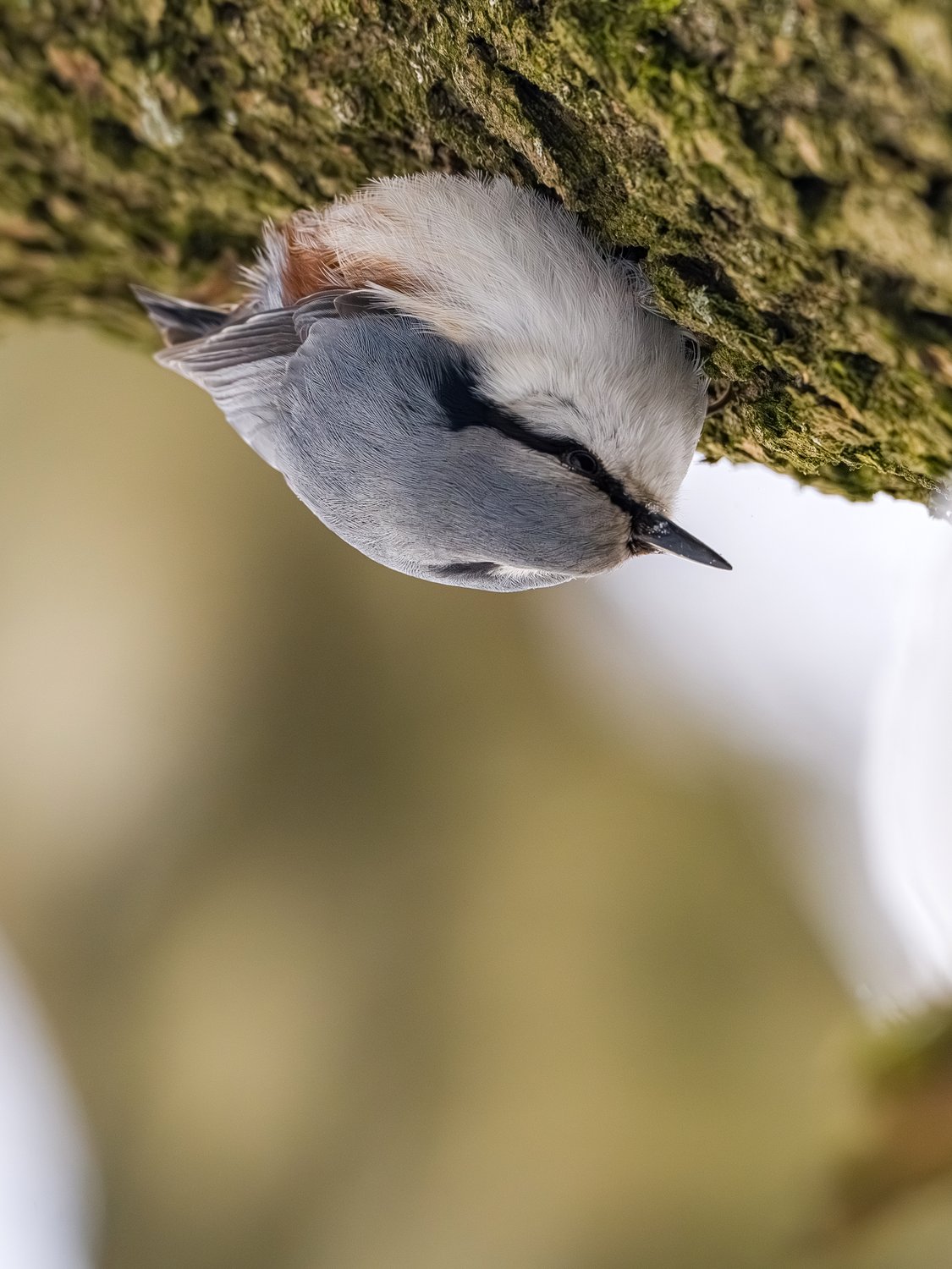 Сферический поползень на поверхности раздела фаз