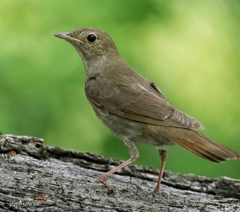 Портрет выдающегося исполнителя