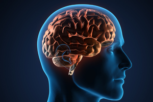 В головном мозге обнаружены клетки – «привратники»