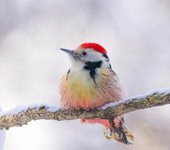 Акварельный пёстрый дятел