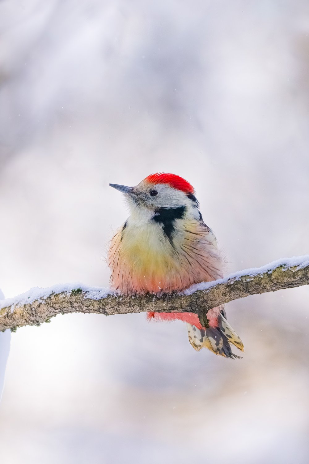 Акварельный пёстрый дятел