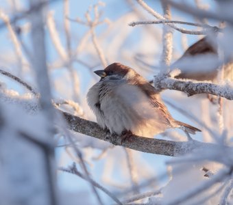 Пушистые воробьи в крепкие морозы
