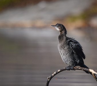 Малый баклан