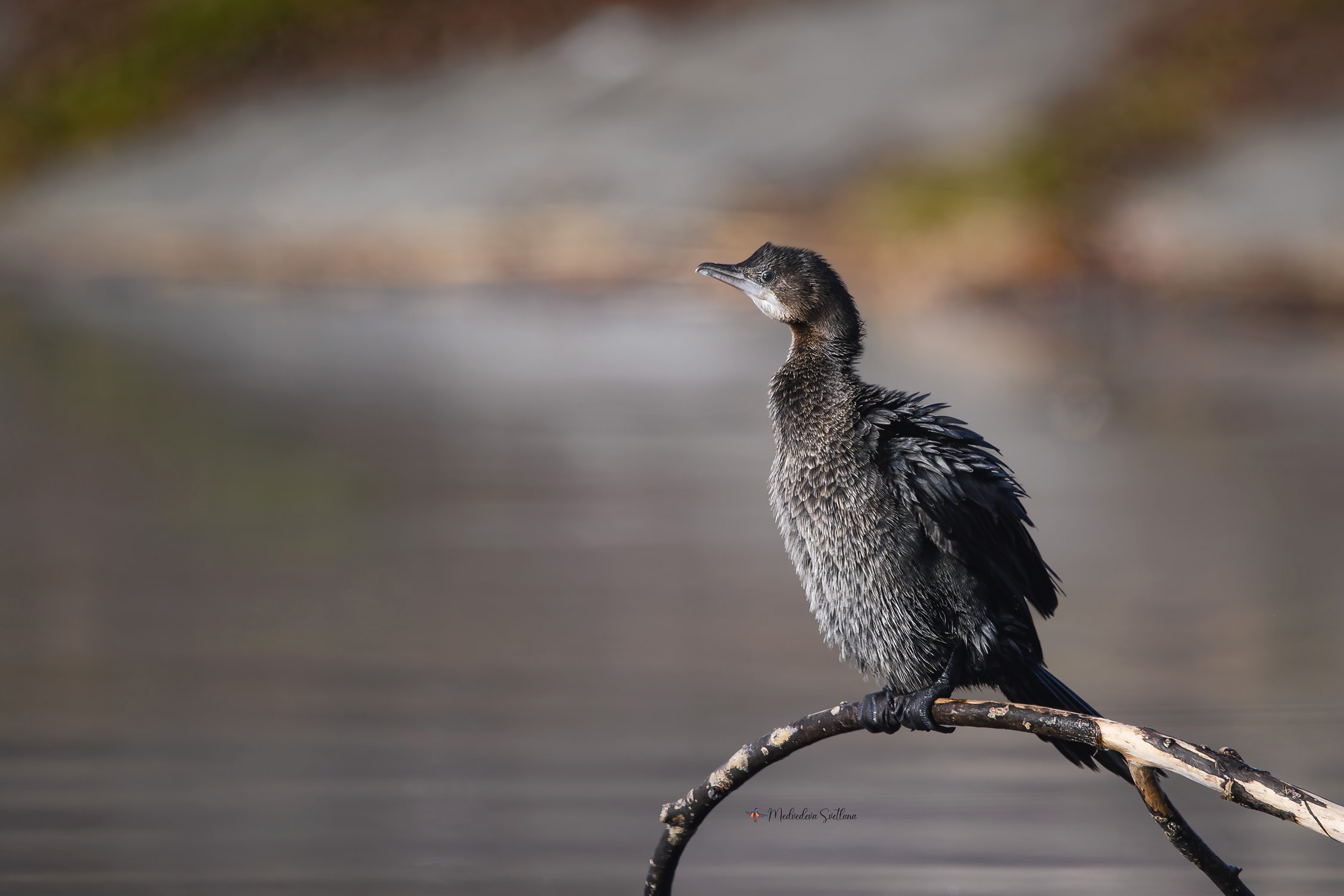 Малый баклан