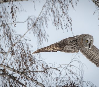Грация хищника: полёт совы.