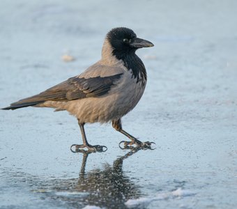 Древнеегипетская ворона