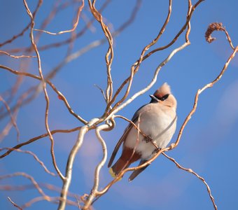 Свиристелька