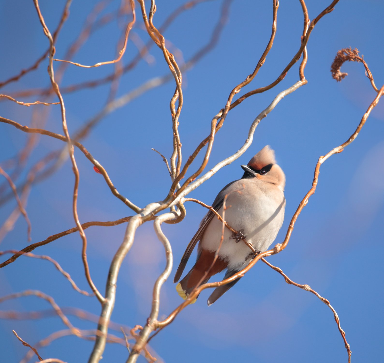Свиристелька