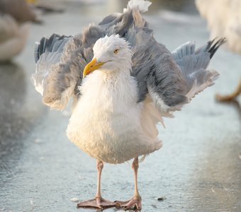 Серебристая чайка после купания