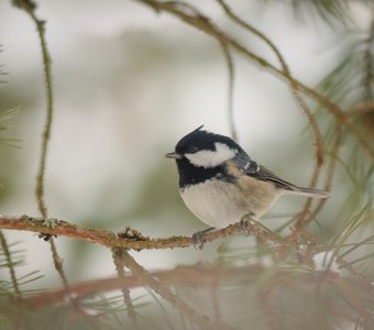 Маленькая московка