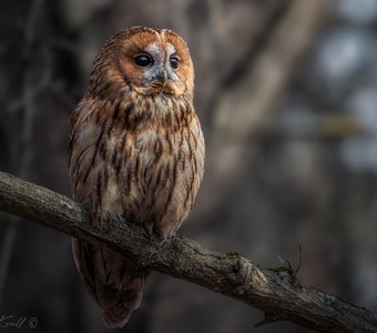 В лесных дебрях