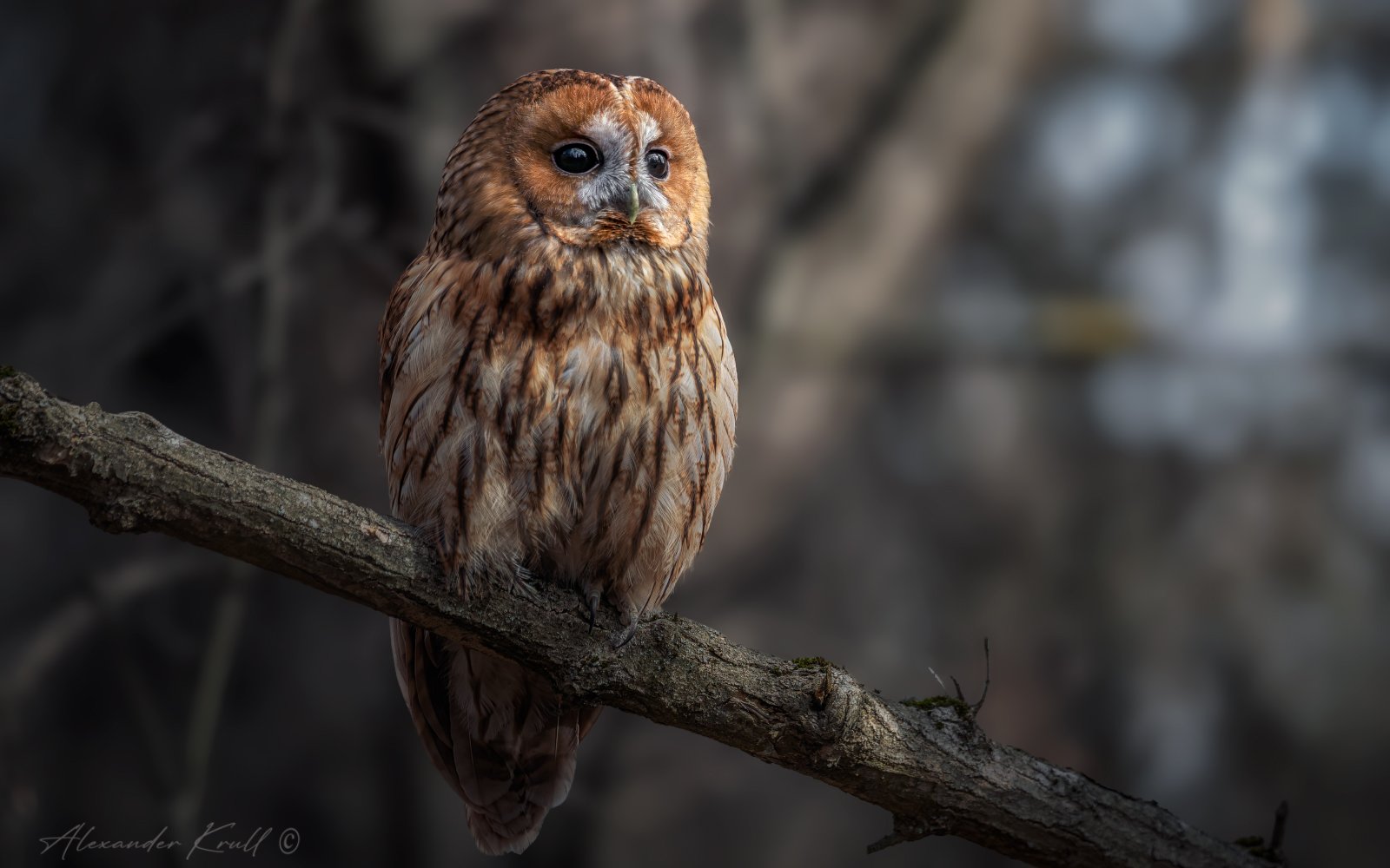 В лесных дебрях