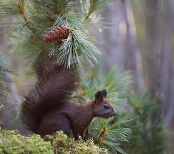Вы шишку не видели???