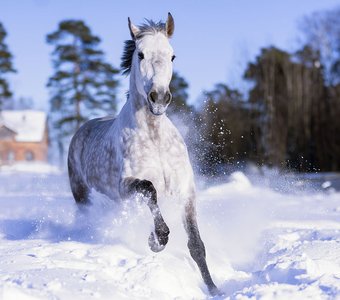 Снежный галоп в танце зимы