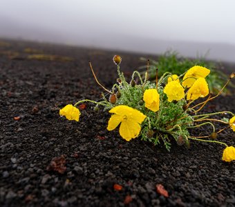 Пробуждение