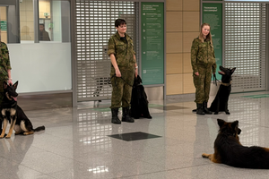 В Домодедово проводили на пенсию овчарку-таможенника Зевса