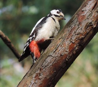 Большой пёстрый дятел