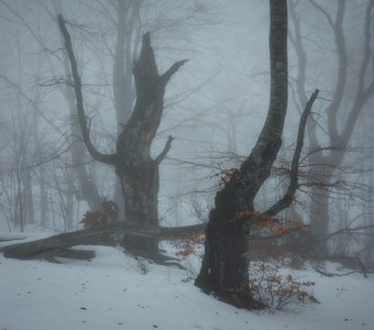 В тёмно-синем лесу