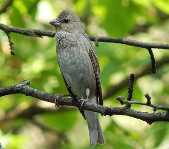 Чечевица (самка)