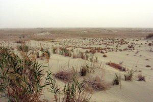 Китай превратил пустыню в мощный поглотитель углерода