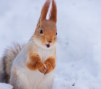 Портрет белки