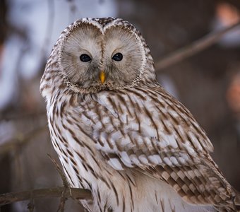 Длиннохвостая неясыть