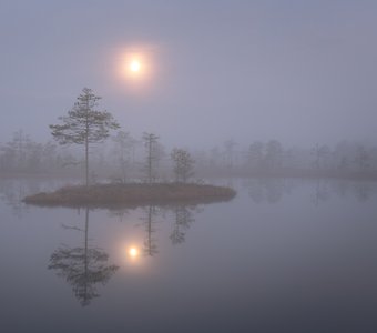 Лунная соната. Ночь на болоте.