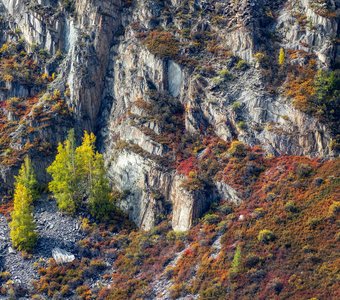 На склоне Алтайских гор