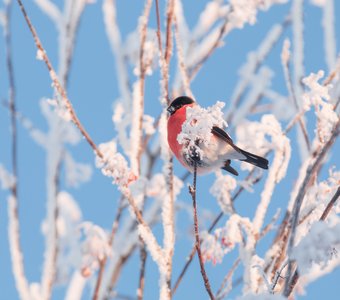 Снегирь на замёрзшей рябине