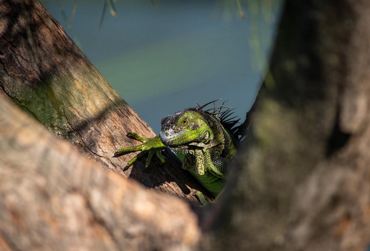 Фото: Florida Fish and Wildlife Conservation Commission
