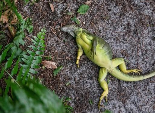 Фото: Florida Fish and Wildlife Conservation Commission