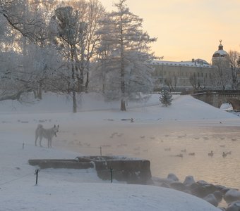 Белый охотник