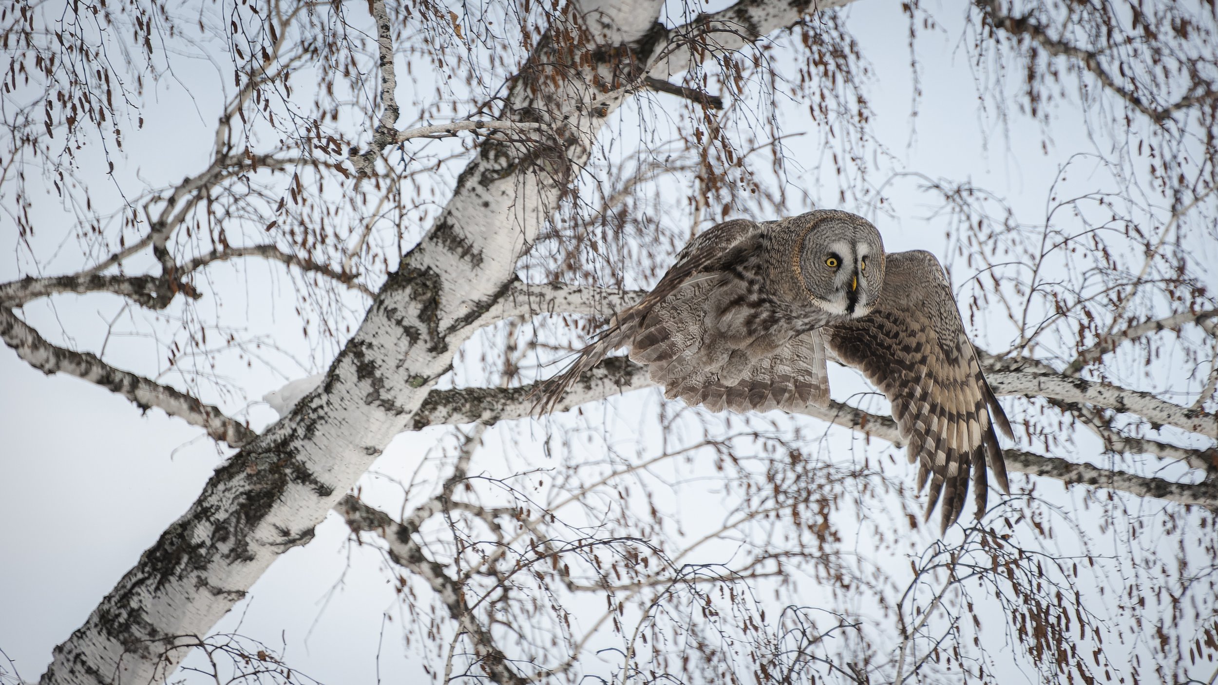 Холодная грация: сова в обрамлении берёзовых ветвей