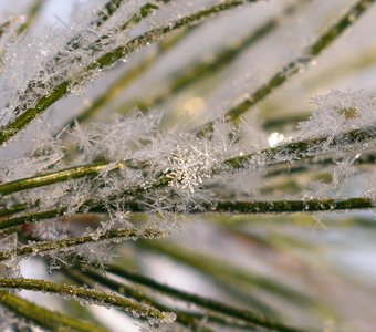 Хрустальные снежинки на иголочках сосны
