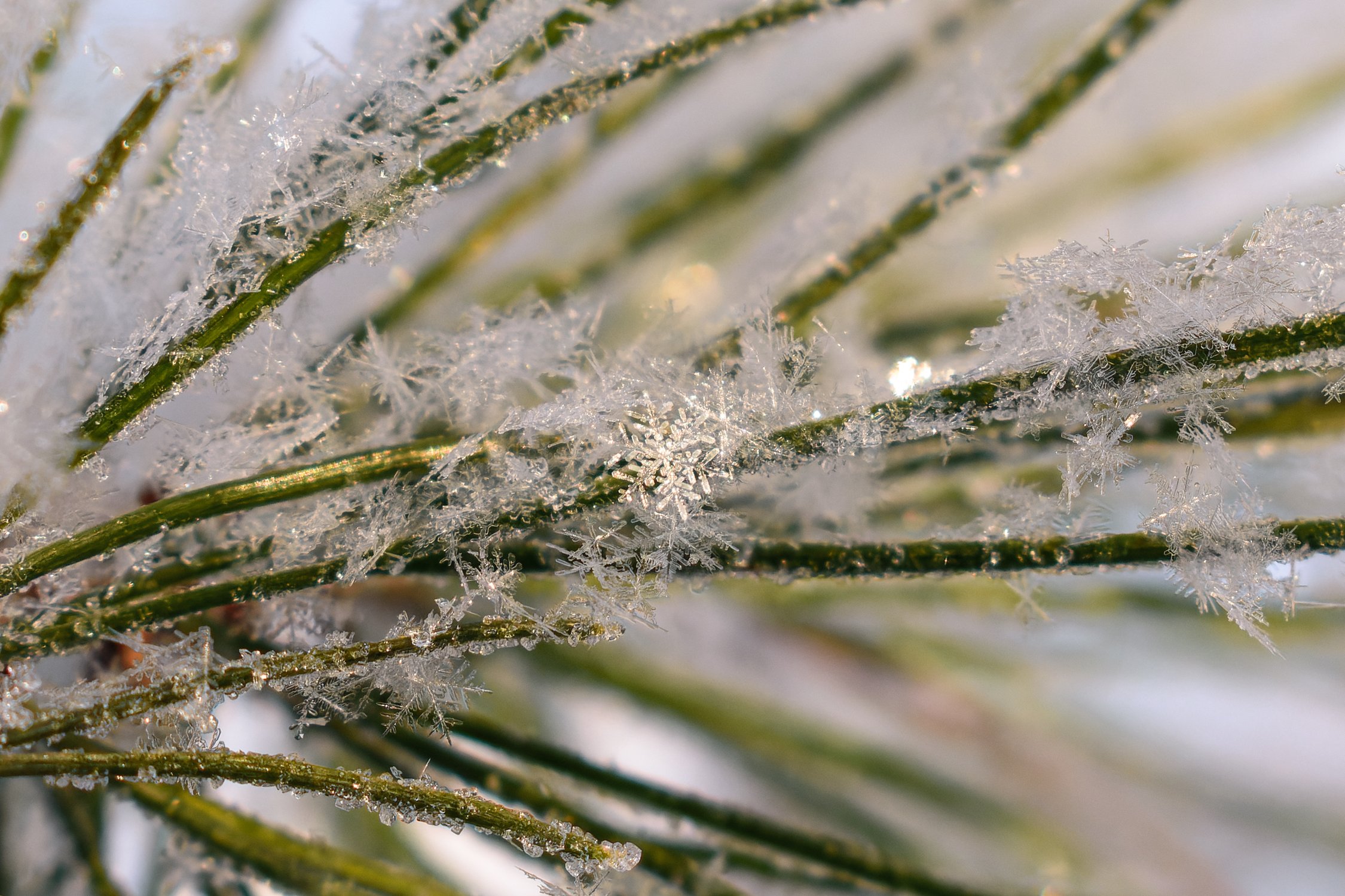 Хрустальные снежинки на иголочках сосны