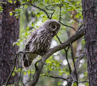 Бородатая неясыть