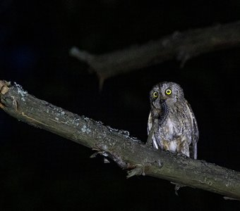 Совка сплюшка с добычей