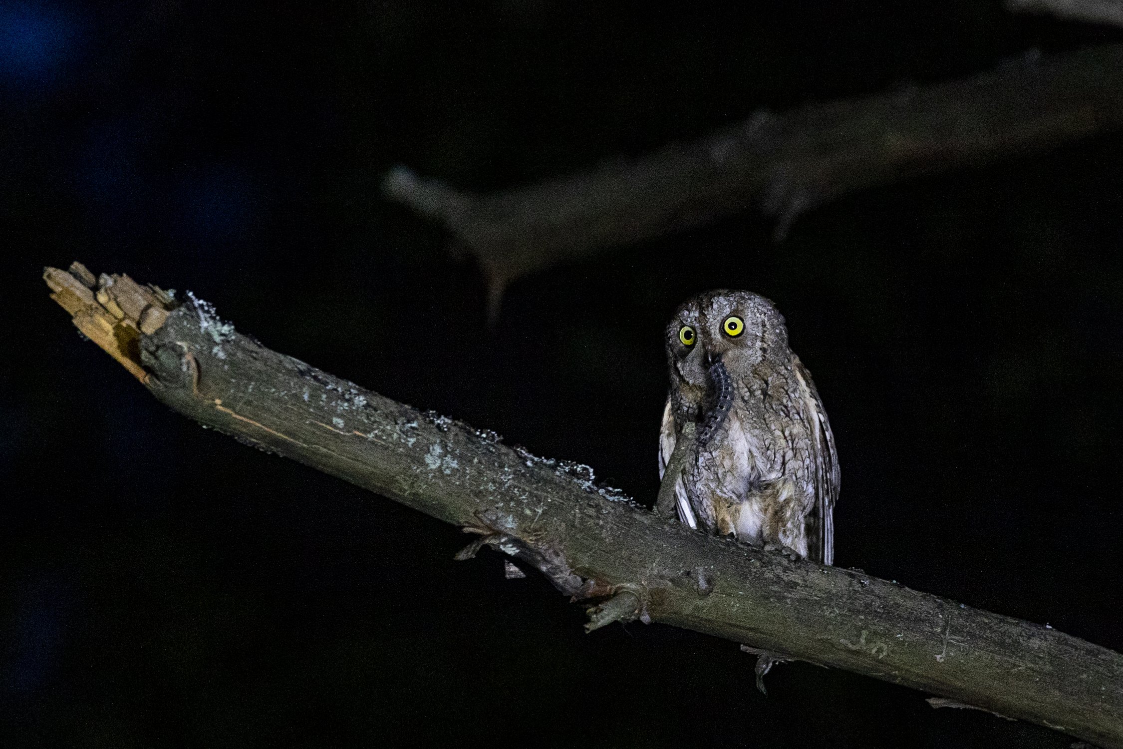 Совка сплюшка с добычей