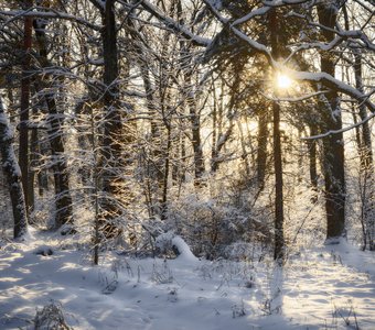Мороз и солнце; день чудесный!