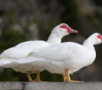 Двое из ларца