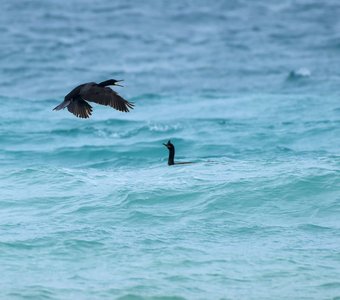 Летящий вдаль